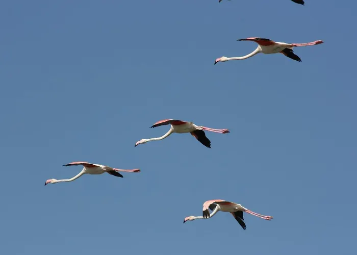 Дом отдыха Demi Лидо-ди-Помпоза